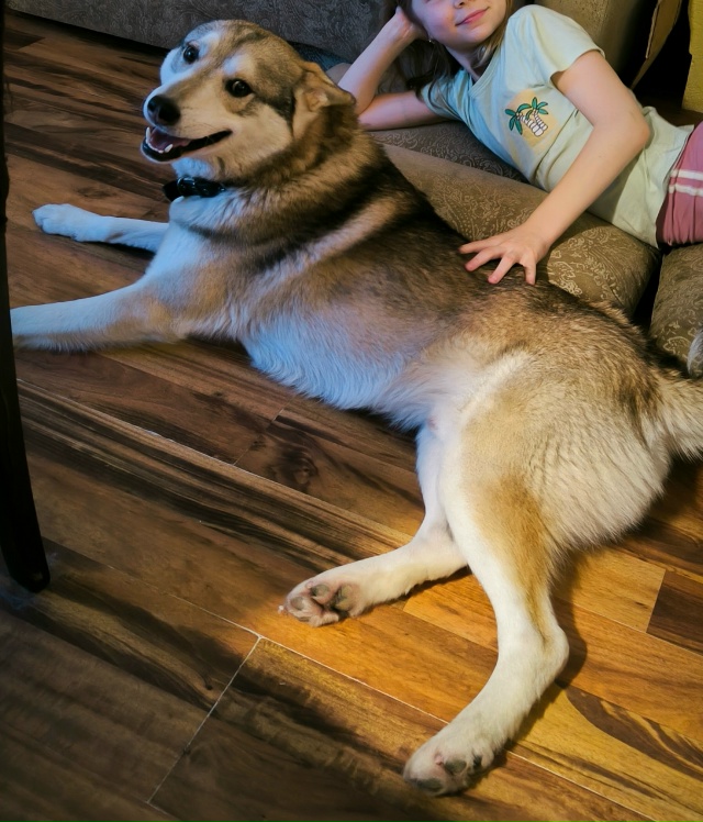 Пропала собака.
Откликается на клику Макс.
Молодой коб?...