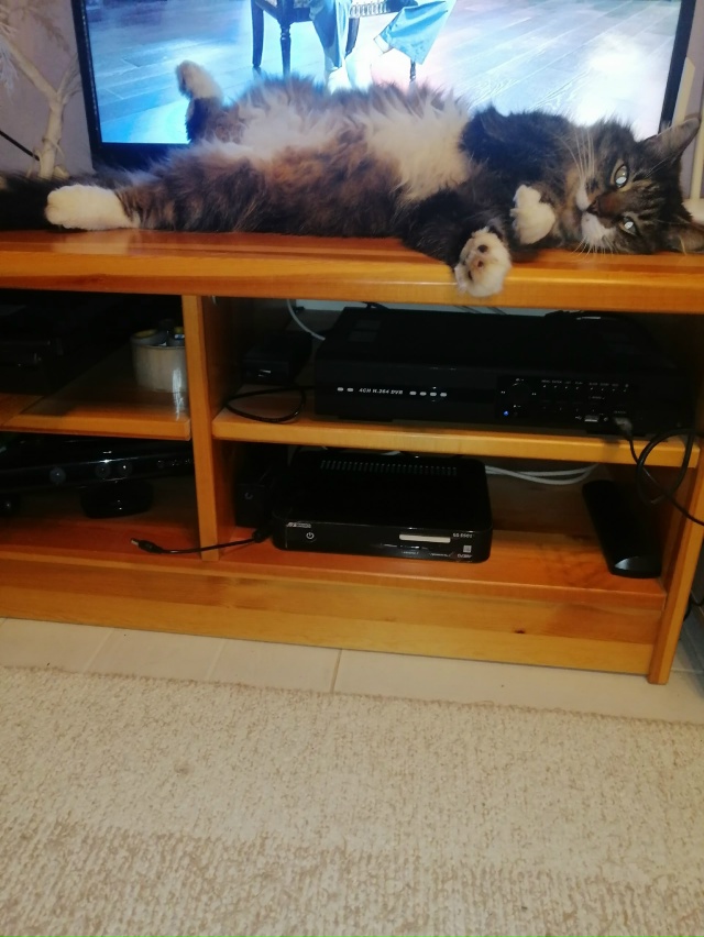 Мои брутальные ребята... Мои хозяева в доме... Мои хвоста...