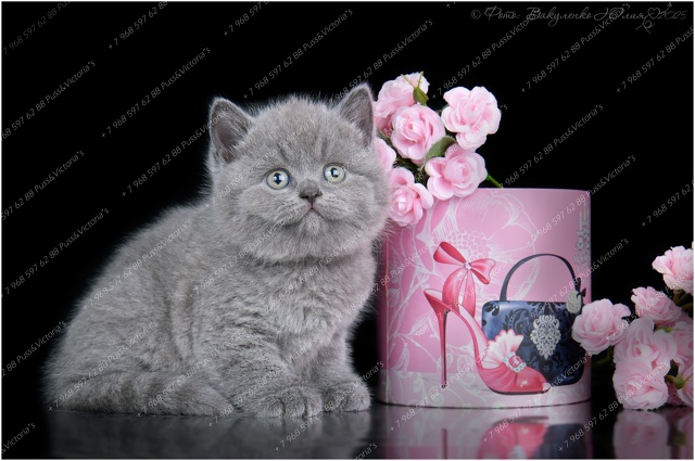 Как вам наши девочки? ?