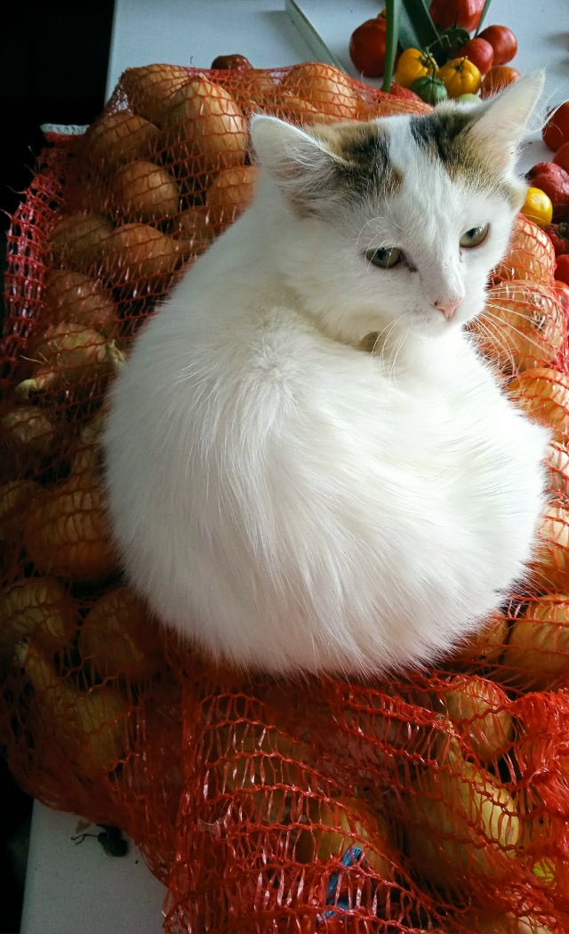 Симба и Хлоя.