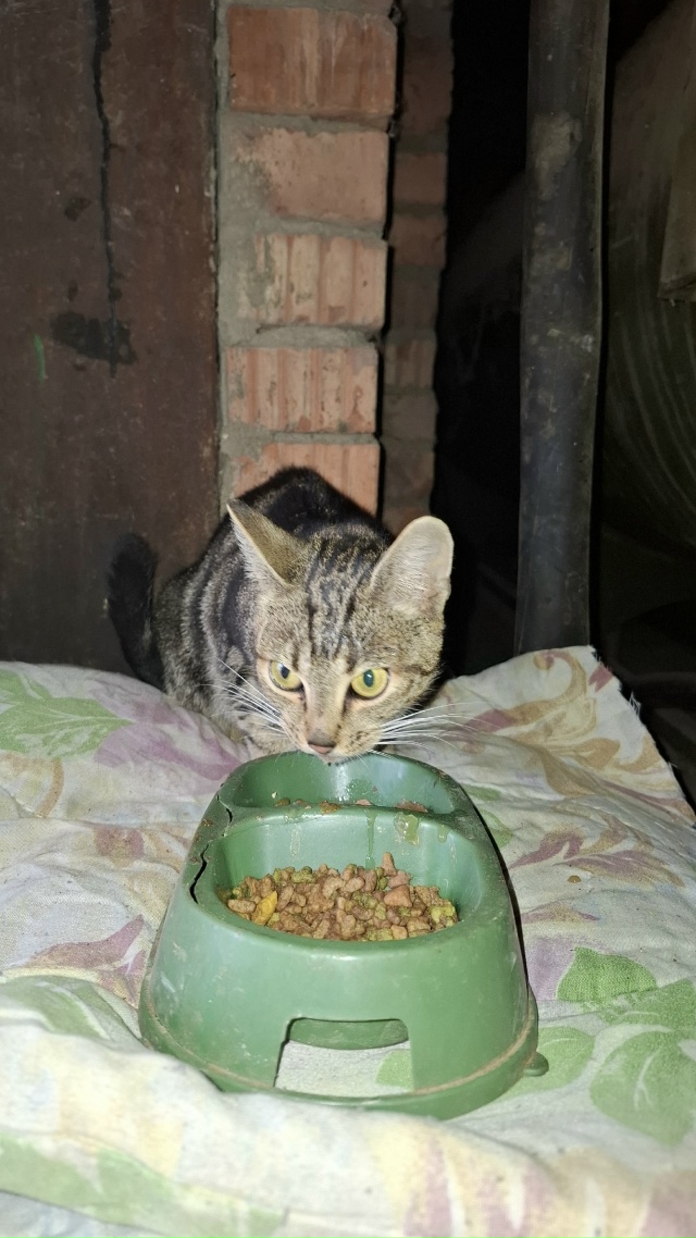 ❓Чья потеряшка молодая бегает по территории бетонног?...