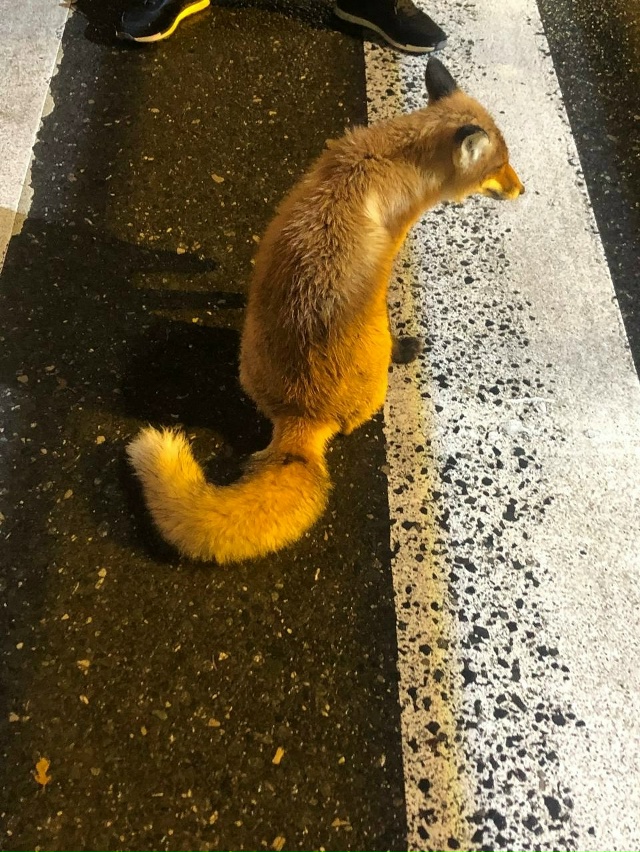 Нелюди сбили лисёнка и уехали. Администрация города,за...