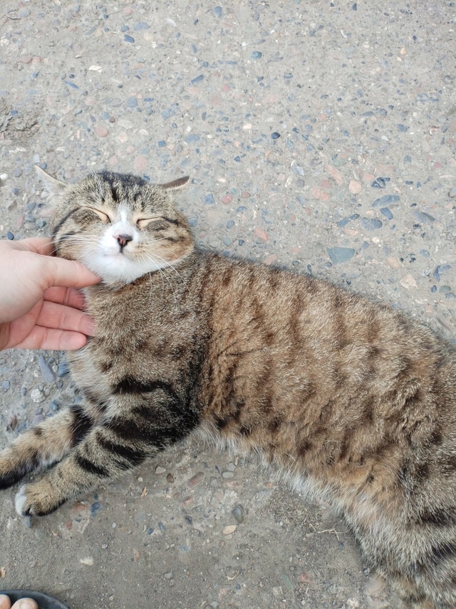 Когда приезжаешь в деревню, а тебя сходу встречает мес?...