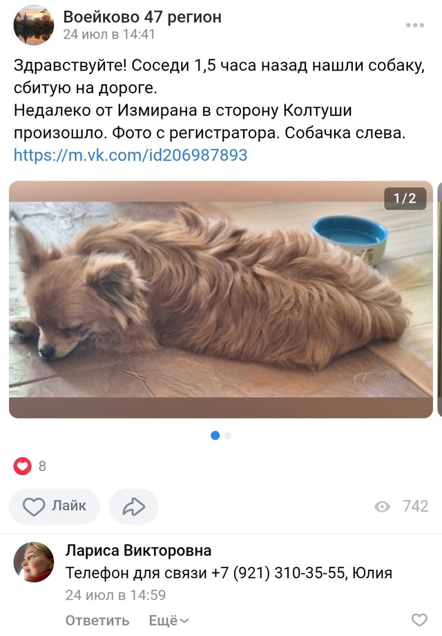 Кто-то из Колтуши искал рыжую маленькую собачку, котор?...