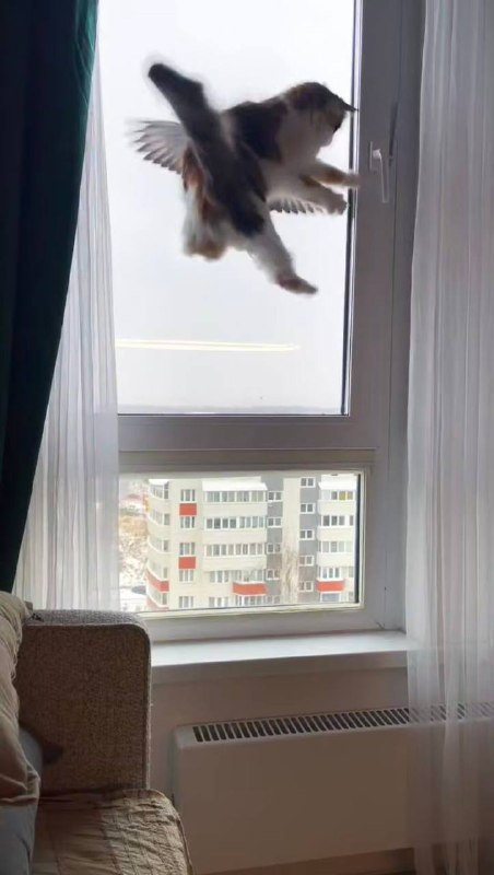 Слишком жестоко: москвичи повесили на окно кормушку, и вот что из этого вышло.
Буквально наша после