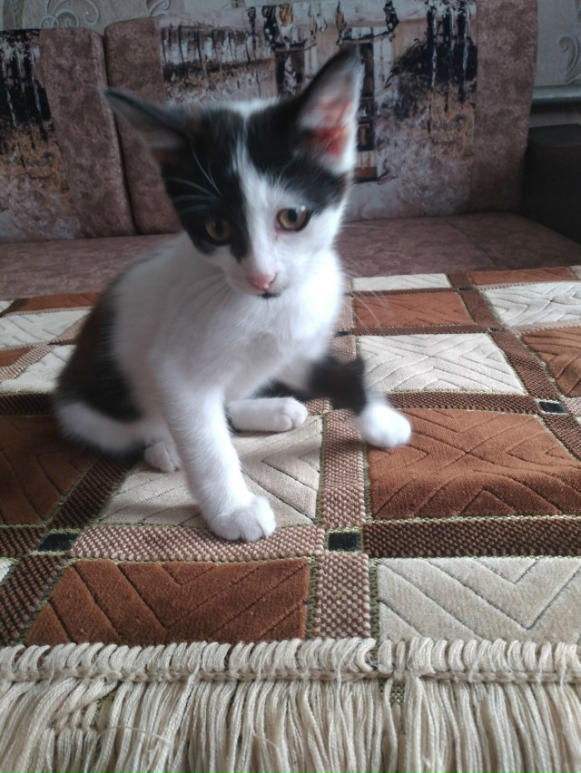 Отдадим в добрые руки умного и красивого котёнка. Маль?...