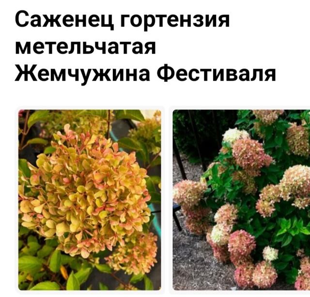 Предлагаю вам гортензии и хосты разных сортов.
Гортенз...