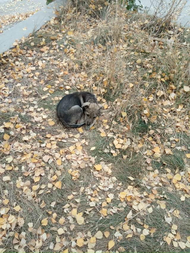 На аци подкинули вот такого малыша ,скоро холода ,ищем ?...