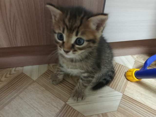 Здравствуйте. Отдам в добрые руки. 2 мальчика и девочка....