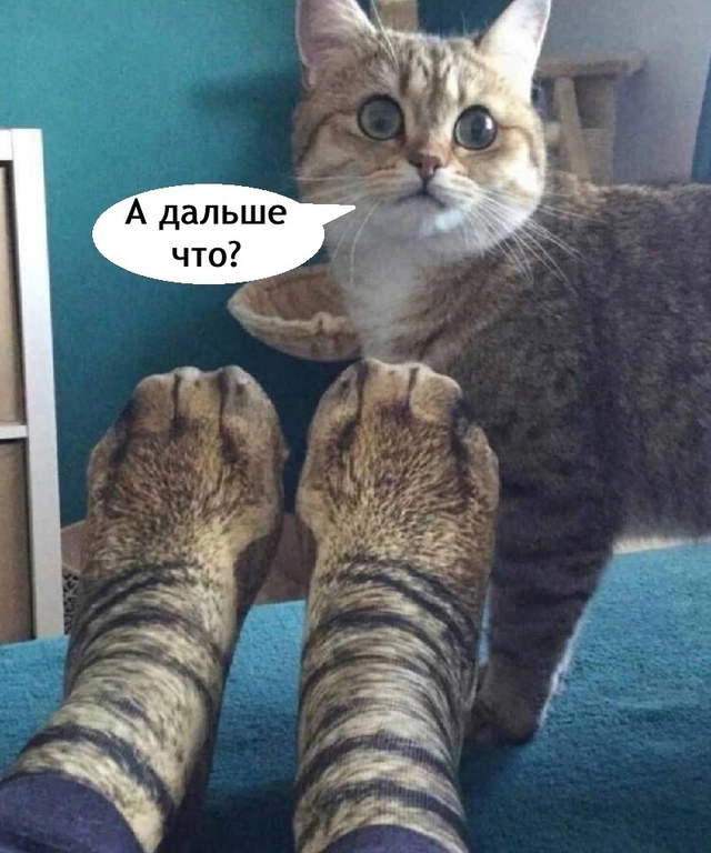 И в лоток ходить