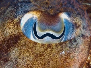 Сможете понять где чьё зеркало души? Глаз - сенсорный ?...