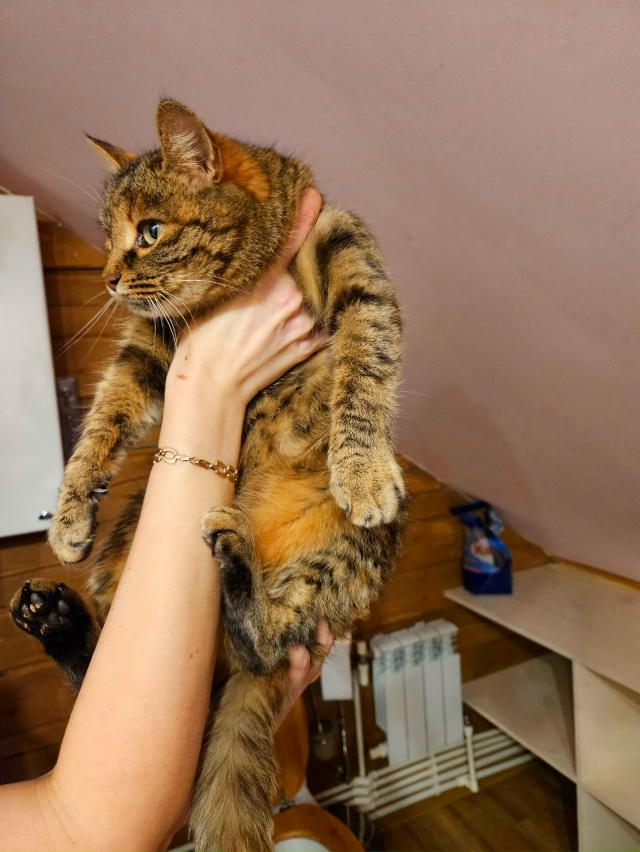 🐈Кошечка ищет дом в Можайске🐈
Была отловлена на улиц...
