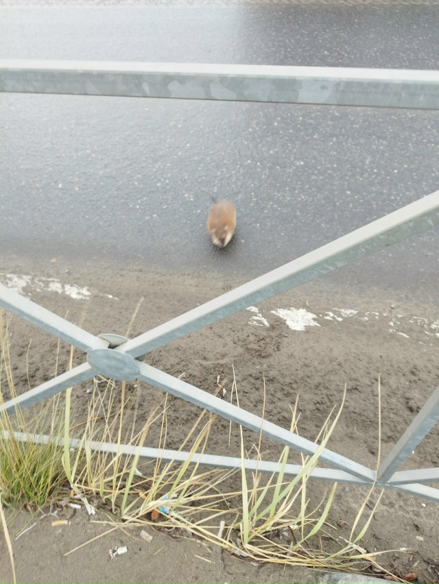 Необычный гость в городе!