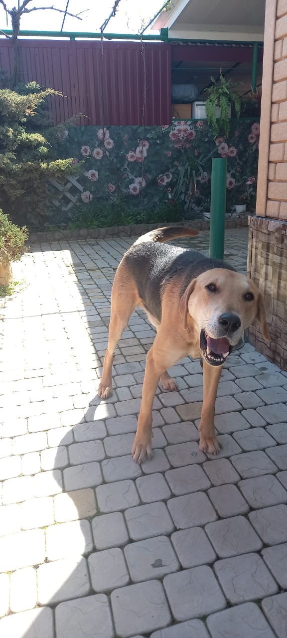 Пропала собака Русская Гончия ( потеряли на охоте, ушл?...