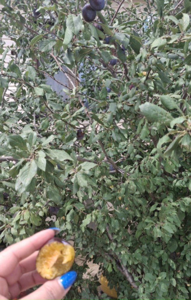 Продам домашнюю сливу. Крупная, сладкая, соберём в ден?...
