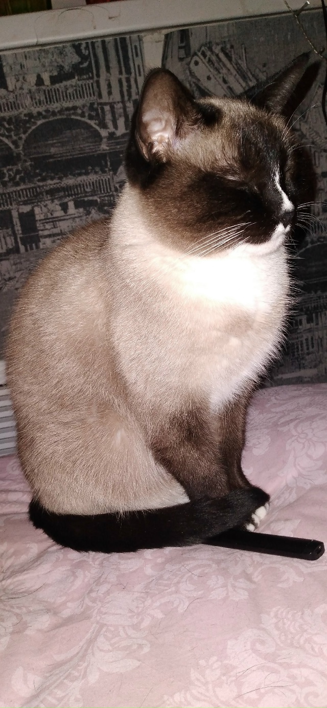 Самая Мжвячная кошка - Санёк!