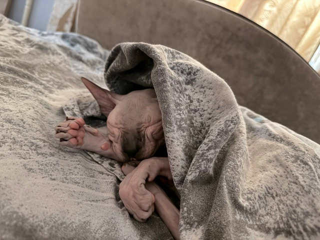 Сладко спит....(Филя)