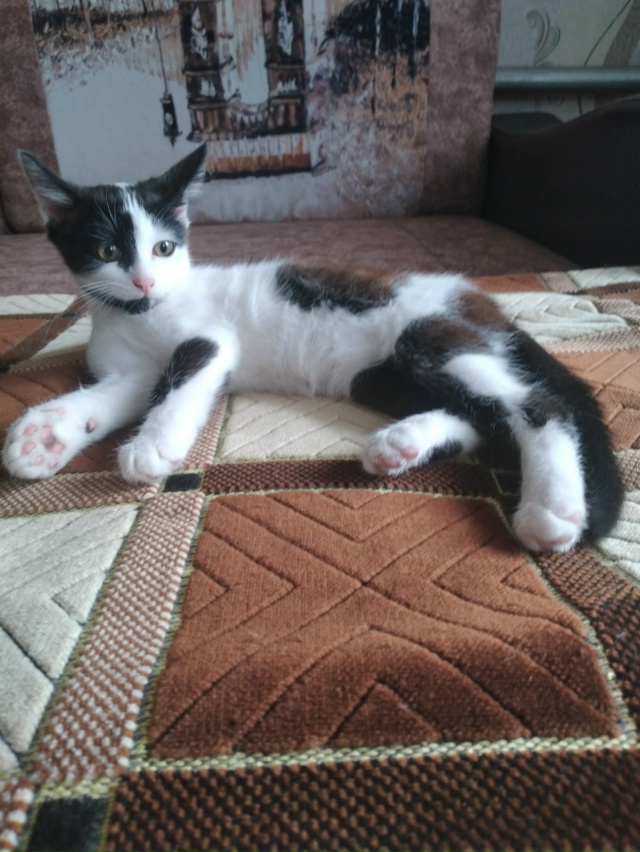 Отдадим в добрые руки красивого котика - 3 месяца Степа?...