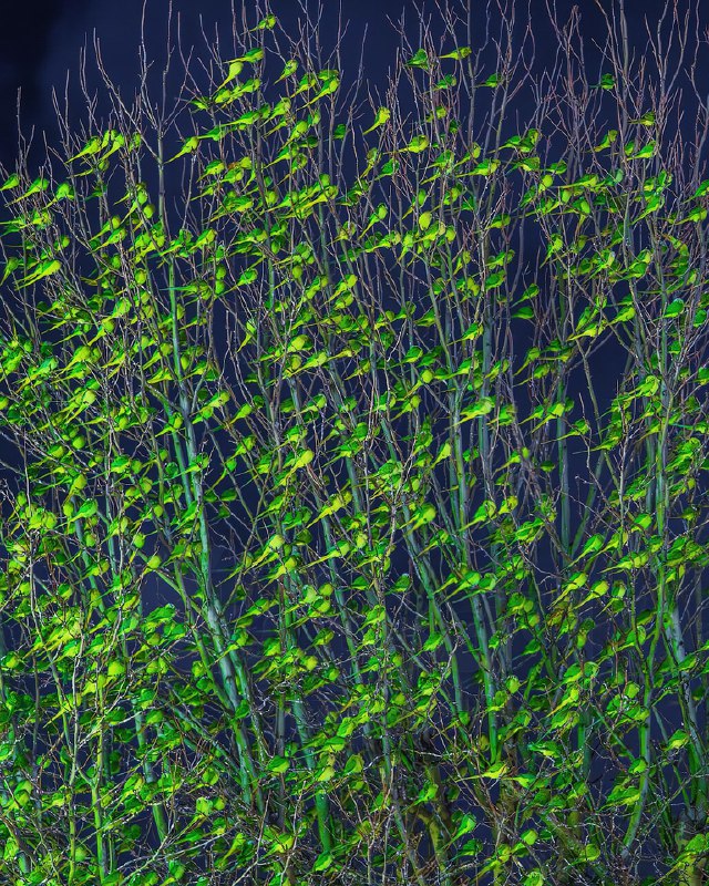 Фотограф нашёл в зимнем Лондоне самое «зелёное» дерево — только вместо листьев оно было усыпано… оже