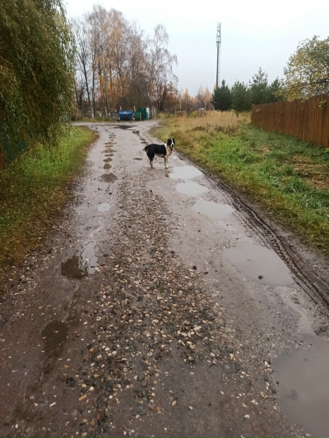 Шуя!!! Чей алабай второй день бродит в Яскино (район Пет?...