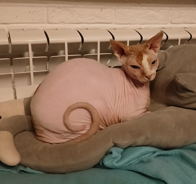 Это мой сын, Оливер
Он немного глупенький, но очень лас...