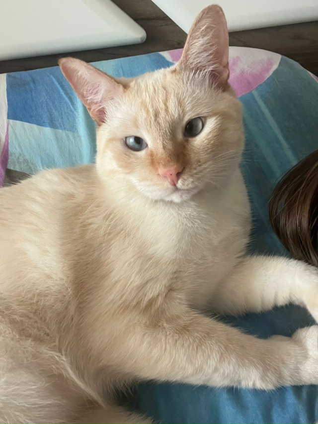 При переезде убежал кот Тайской породы, голубые, слегк?...