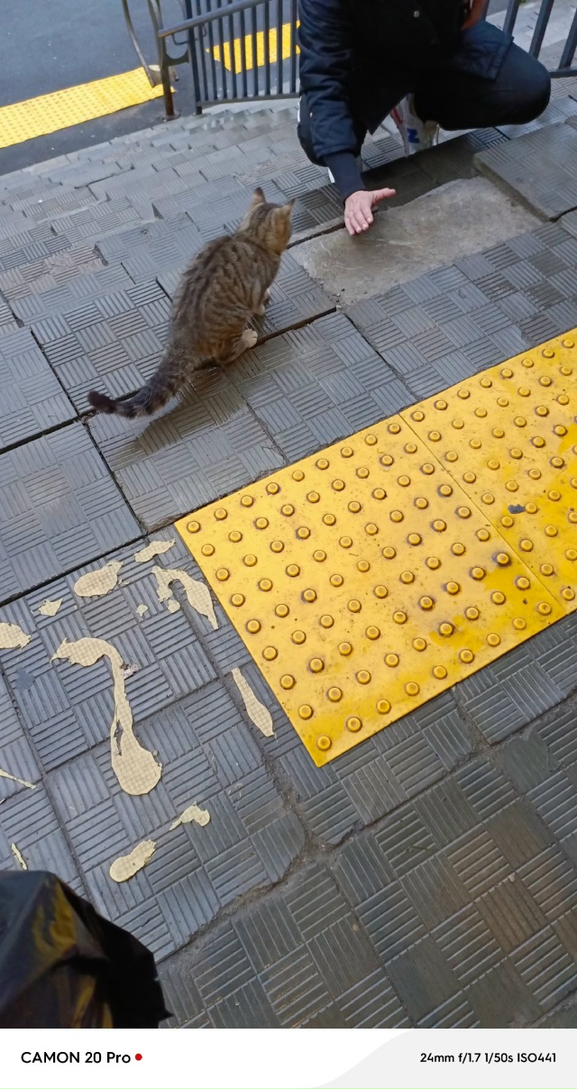 Кто-то искал кошечку, сейчас у магазина Верный