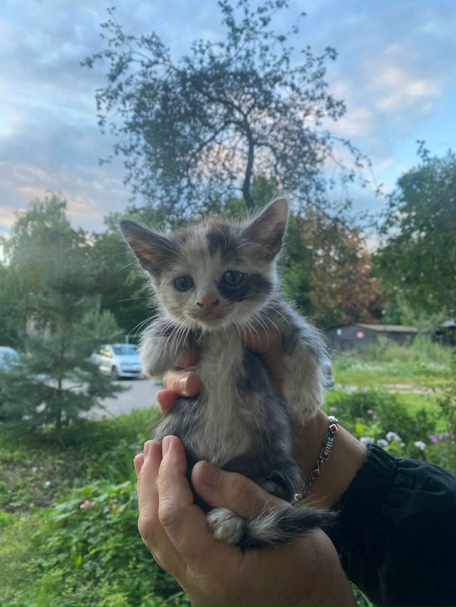 ??#котёнок в беде ??
Кашира МО
Подбросили ещё кот?...