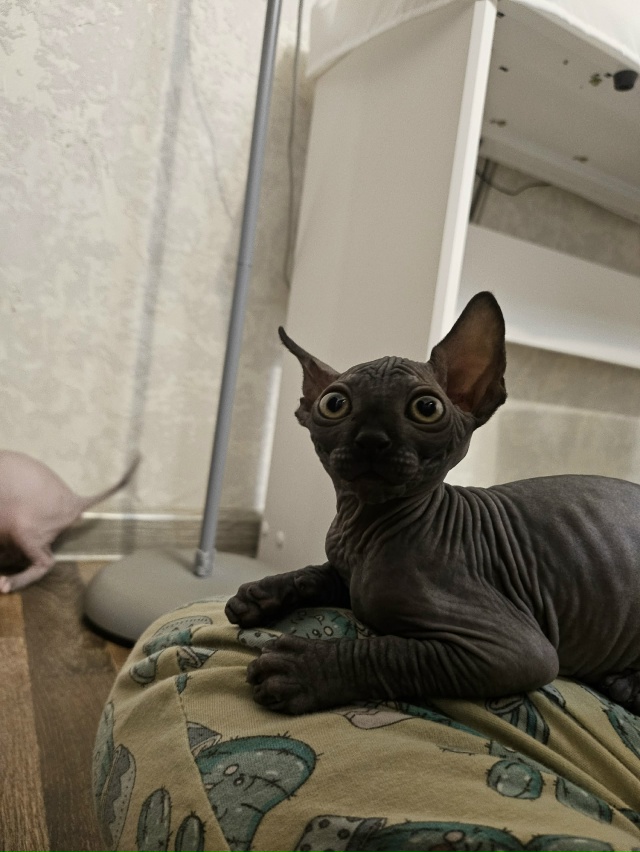 Чего бы натворить? 😈