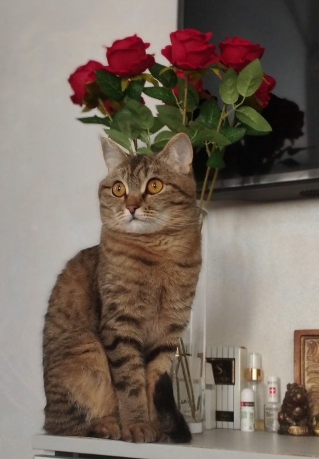 Сима (3 года) 😻😻😻