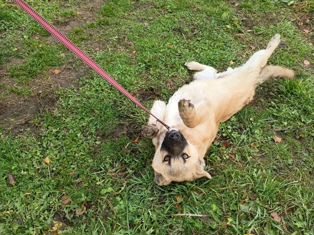 ?ДВА МАЛЬЧИКА-КРАСАВЧИКА ИЩУТ ДОМ!?
Щенкам -малышам ?...