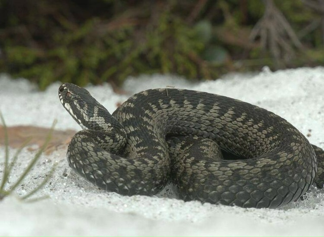 ❗️ Из-за потепления змеи массово выходят из спячки по ...