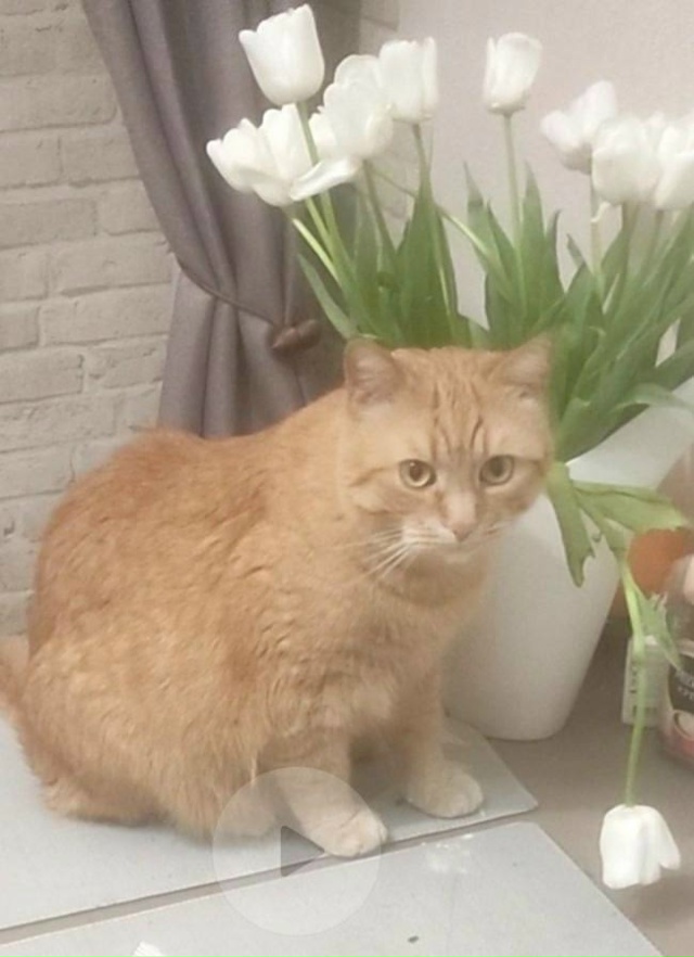 Руза пропал кот
Пропал кот! ПОМОГИТЕ НАЙТИ!😢🙏
‼️В Р?...