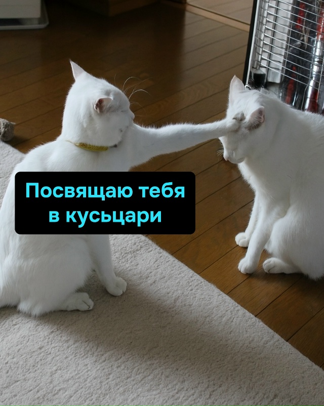 Так передаётся древняя сила беспричинного ора и внеза?...