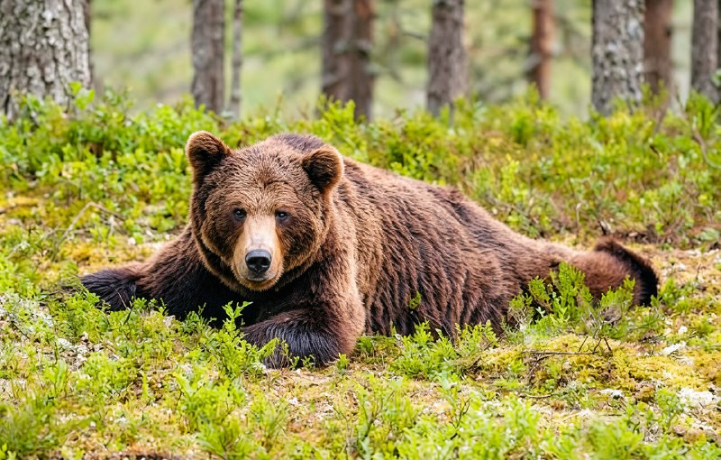 Научное название бурого медведя — Ursus arctos. Ursus по-латыни означает «медведь», а arctos по-греч