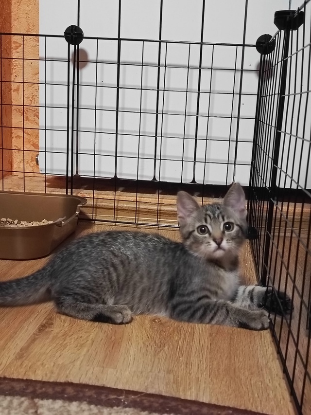 😻Остался один красавчик котик🐈
🤗Ждёт добрые и ласк?...
