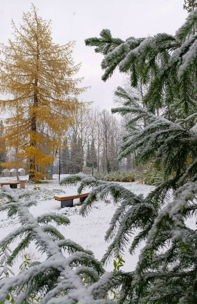 Полярно-альпийский ботанический сад укрылся снегом🌨?...