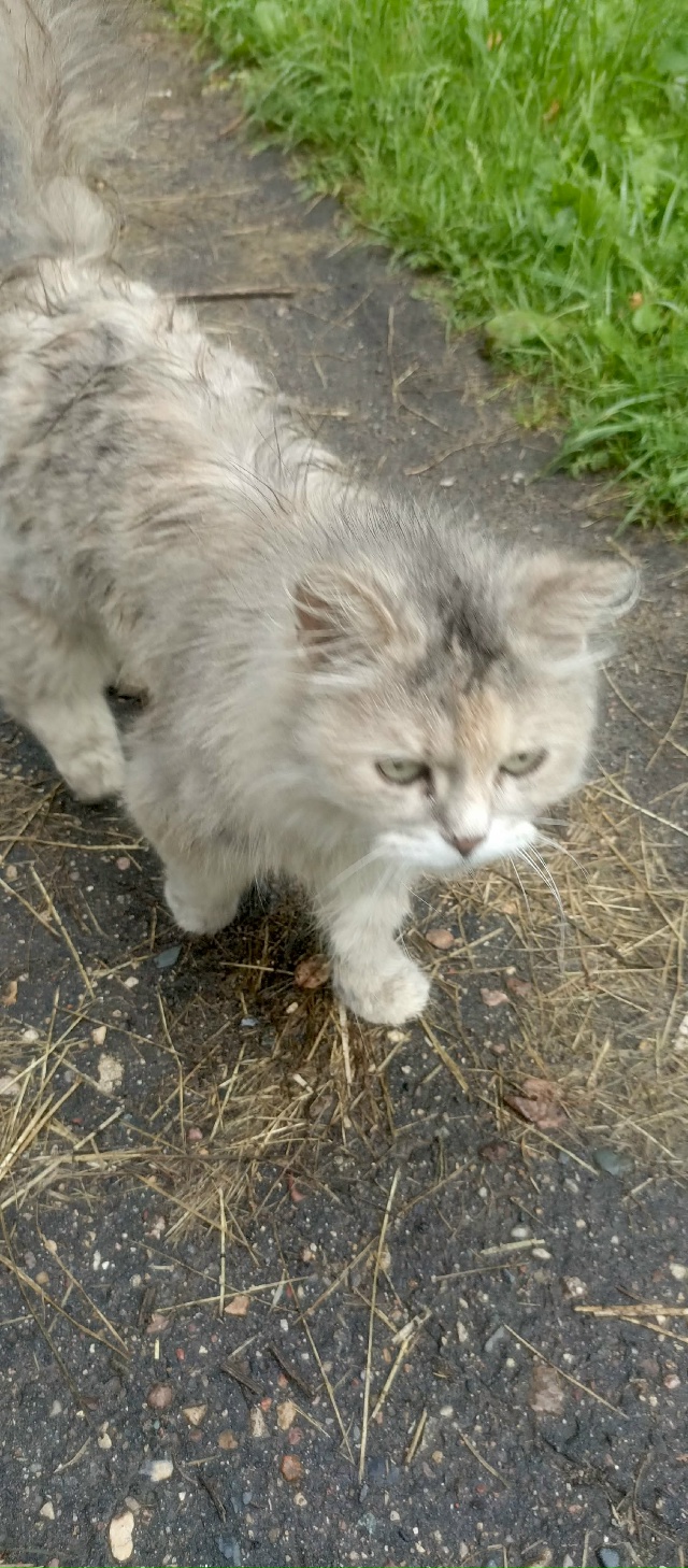 Погибает кошечка 🐱 на улице
Пристраивается очень кра?...