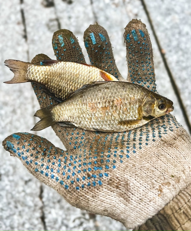 Ещё одна попытка зимы обосноваться в наших краях.
Фото...