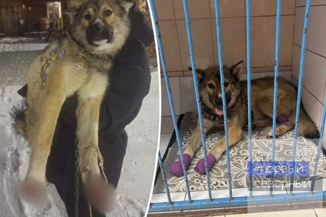 В Бисерти женщина отрезала лапы собственной собаке. Ме...