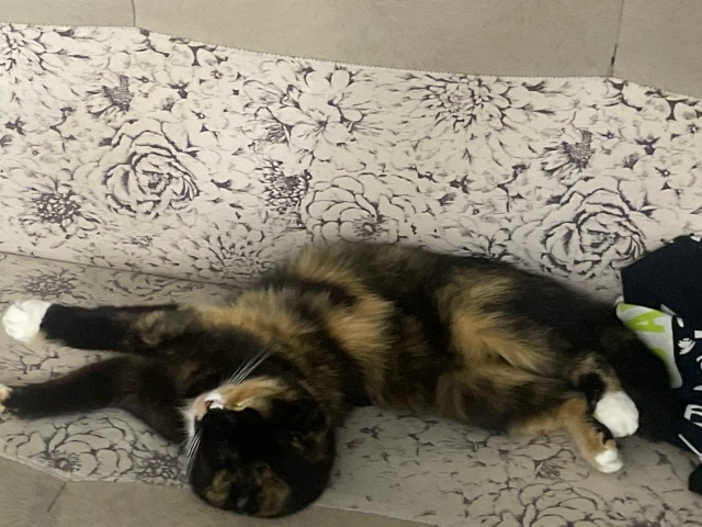 Домашняя не знает жестокости ,мерзнет ,боится
Помогит?...