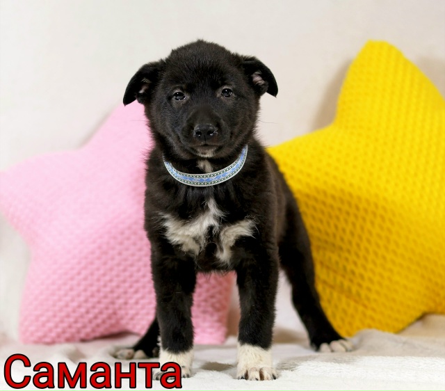 💝ОТДАЮТСЯ ЩЕНКИ В ДОБРЫЕ РУКИ 💝
🙌 Представляем ваш?...