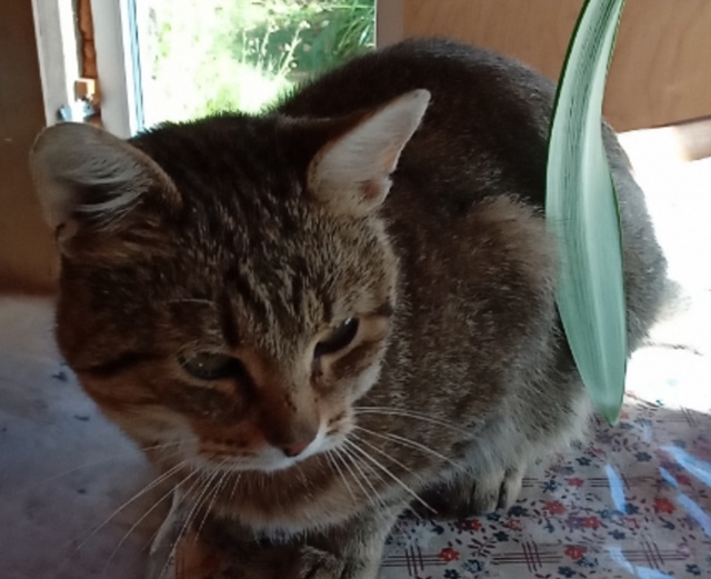 Фото 1. Чуприно, кто потерял котика? Голодный сидел на у?...