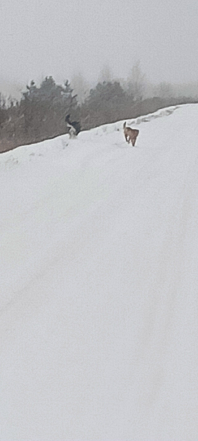 Здравствуйте. Сегодня у Прудовской вахты встретили ры?...