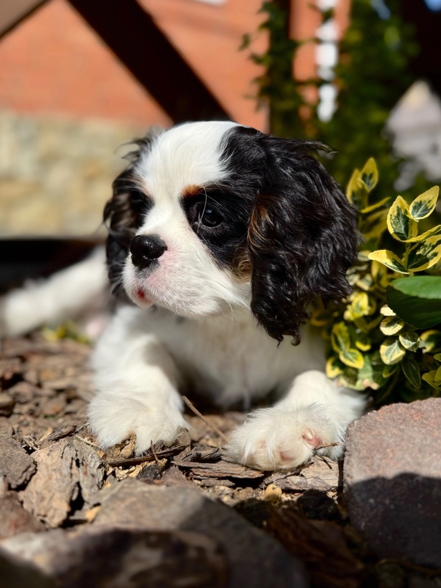 Предлагаются породные щенки ? от импортных родителей...