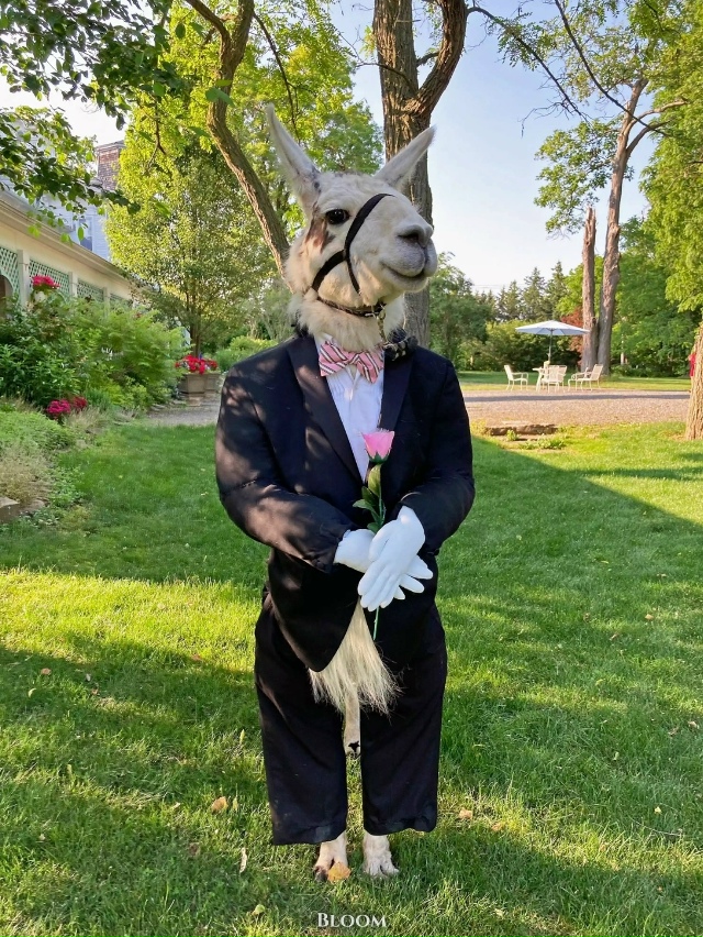 Я плачу.
У этой пары в роли шафера была их домашняя лам?...