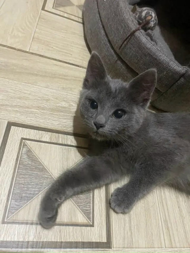 По поводу серой кошечки, хозяева сказали что отдали ко?...