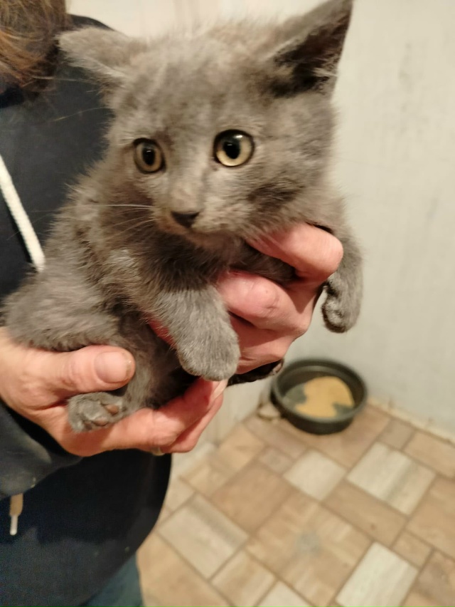 🐈‼️Срочно ищут 🏠 котята‼️🐈
Примите пожалуйста в ?...