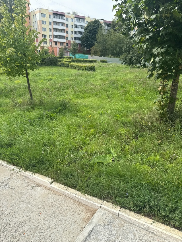 Что за заросли в Колычово, почему нельзя это подстричь ...
