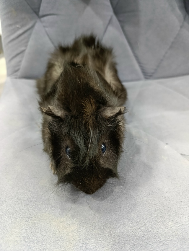 Отдам в дар морских свинок. Мальчики. Покупали в январе...